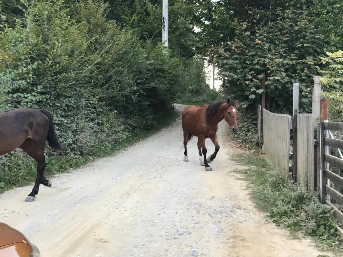 Casutele Doftanei Lägenhet Teşila Exteriör bild